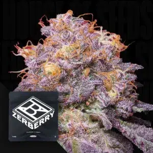 Grounded Genetics Zerberry