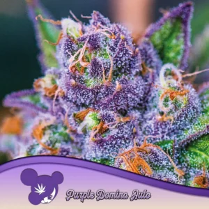 Purple Domina Auto 960x960
