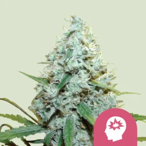 Royal Queen Seeds AMG fem