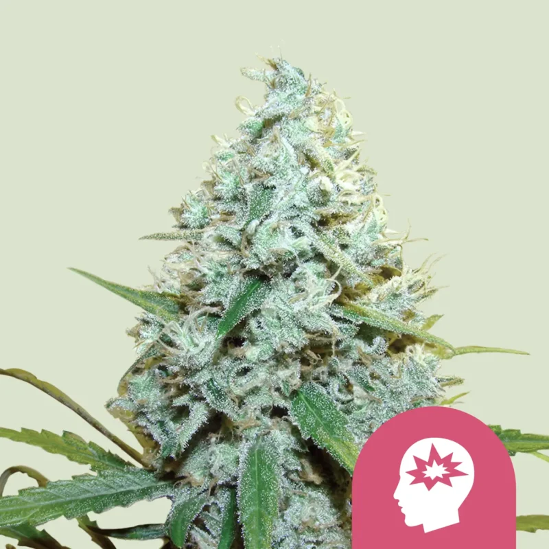 Royal Queen Seeds AMG fem