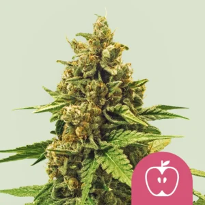 Royal Queen Seeds Apple fritter fem