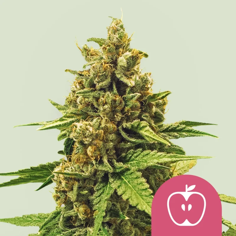 Royal Queen Seeds Apple fritter fem