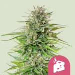 Royal Queen Seeds Blue Cheese
