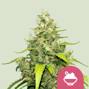 Royal Queen Seeds Blue gelato fem