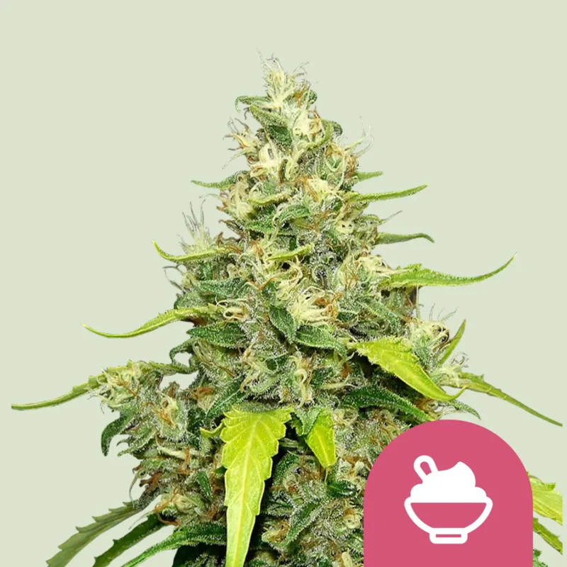 Royal Queen Seeds Blue gelato fem