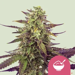 Royal Queen Seeds Cereal Milk fem