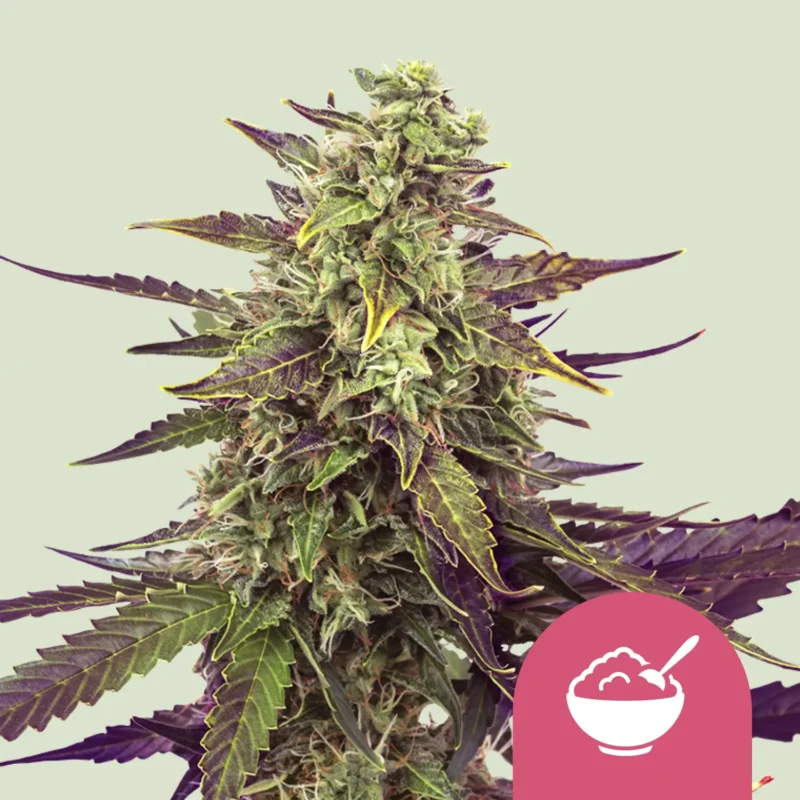 Royal Queen Seeds Cereal Milk fem
