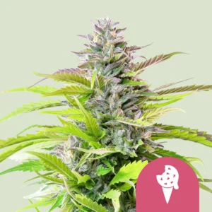 Royal Queen Seeds Cookies gelato fem