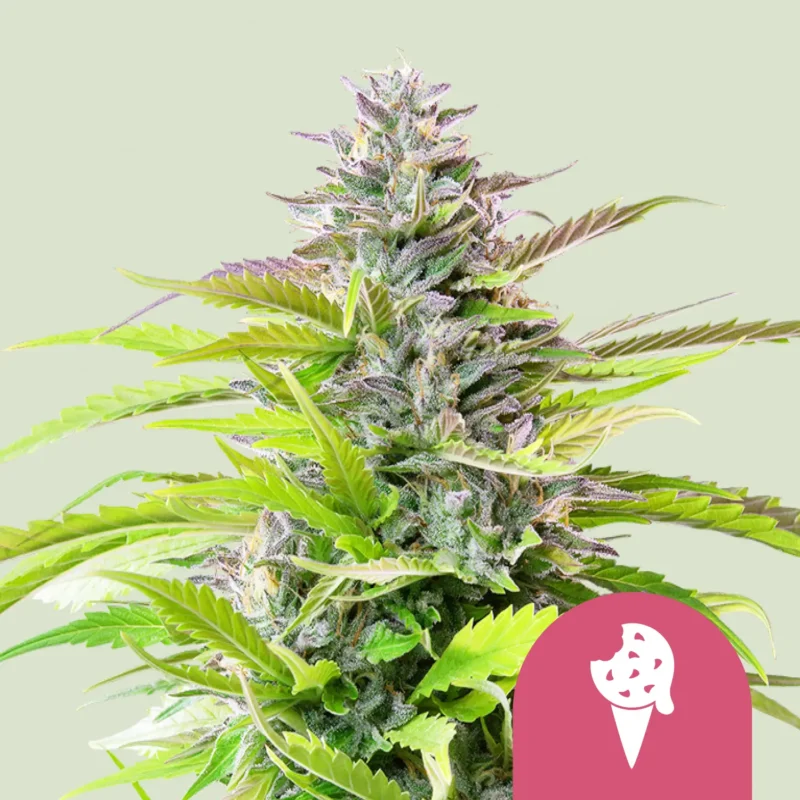 Royal Queen Seeds Cookies gelato fem
