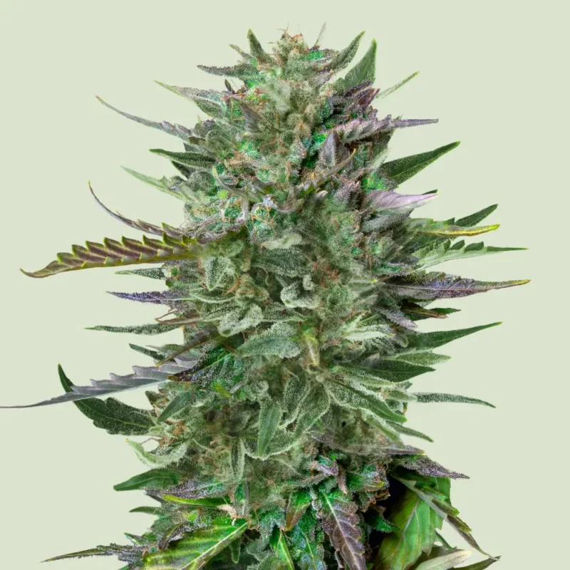 Royal Queen Seeds Do Si Dos Fem