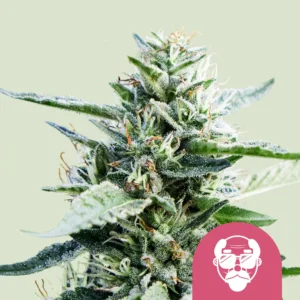 Royal Queen Seeds Grandaddy purple fem