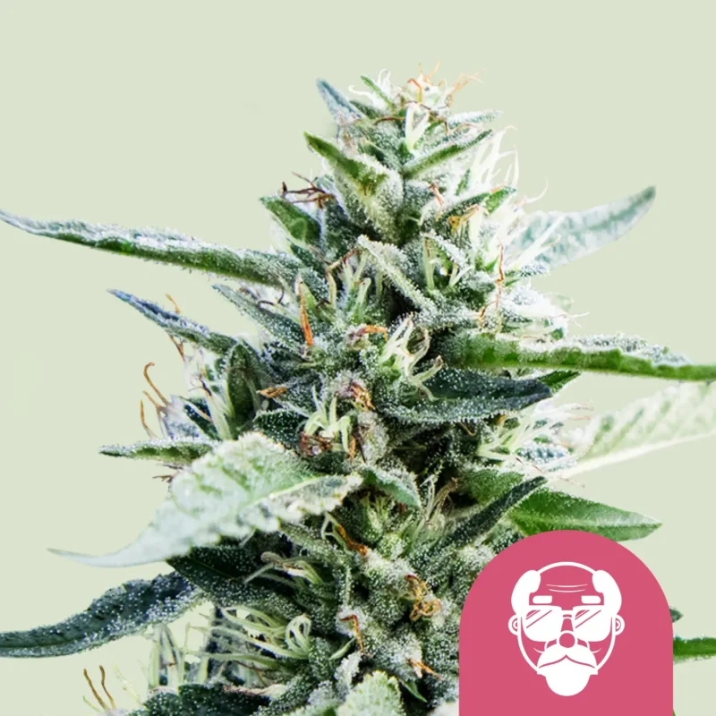 Royal Queen Seeds Grandaddy purple fem