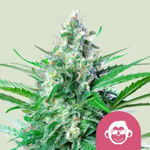 Royal Queen Seeds Grape Ape fem