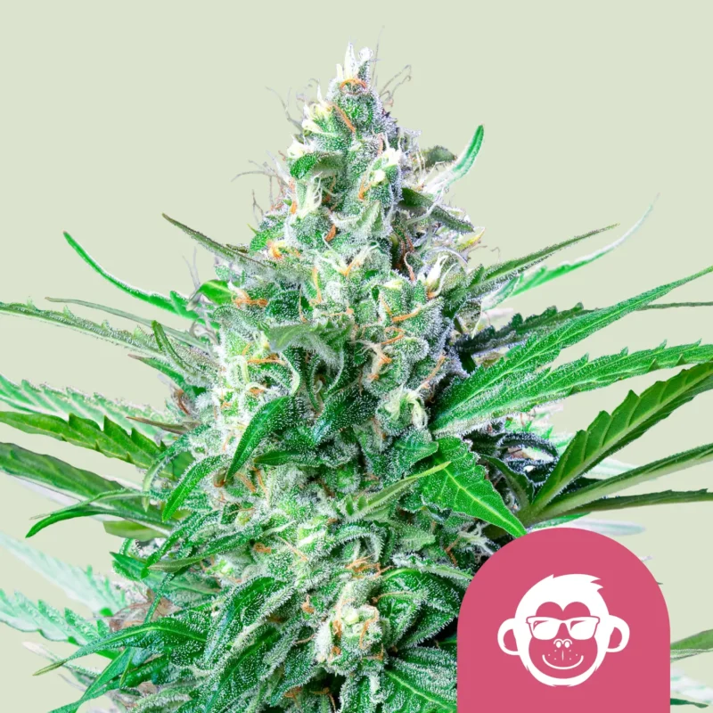 Royal Queen Seeds Grape Ape fem