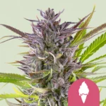 Royal Queen Seeds Green Gelato
