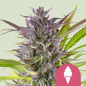 Royal Queen Seeds Green gelato fem