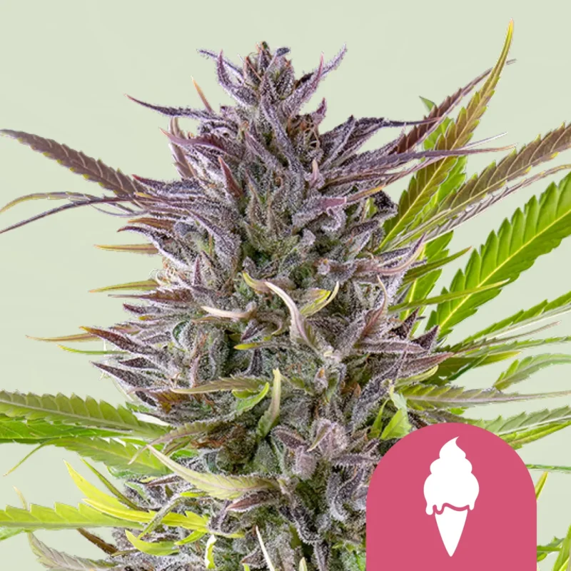 Royal Queen Seeds Green gelato fem