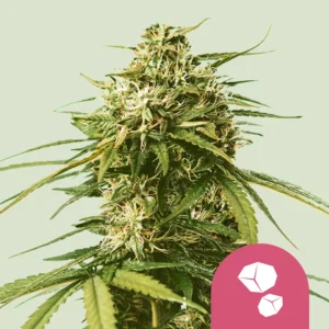 Royal Queen Seeds Gushers fem