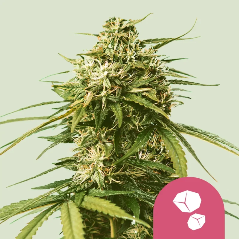 Royal Queen Seeds Gushers fem