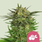 Royal Queen Seeds Haze Berry