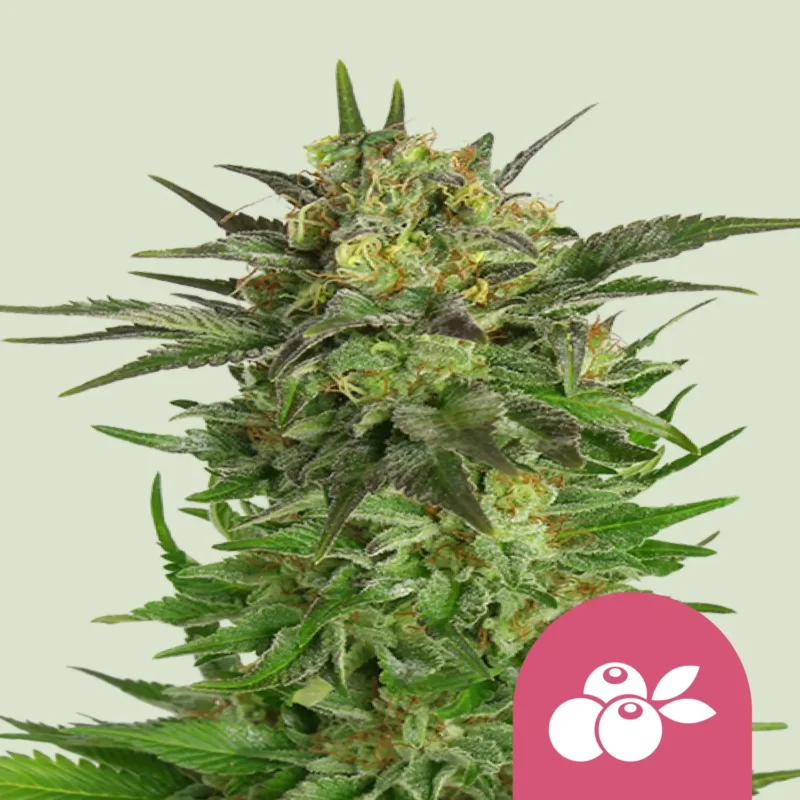 Royal Queen Seeds Haze berry fem