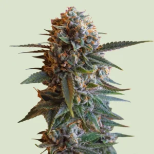 Royal Queen Seeds MexicanRush Fem