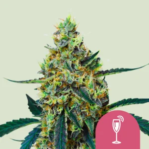 Royal Queen Seeds Mimosa Fem