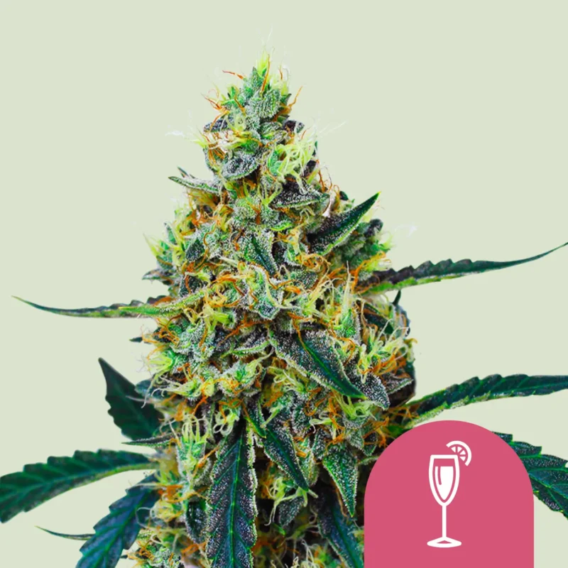 Royal Queen Seeds Mimosa Fem