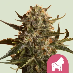 Royal Queen Seeds Mother gorilla