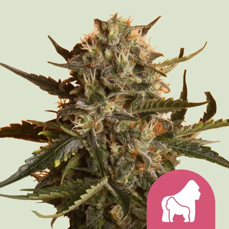 Royal Queen Seeds Mother gorilla