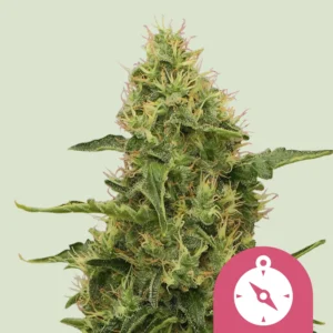 Royal Queen Seeds Northern lights fem