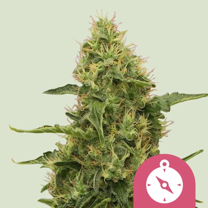 Royal Queen Seeds Northern lights fem