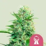 Royal Queen Seeds Pink Runtz