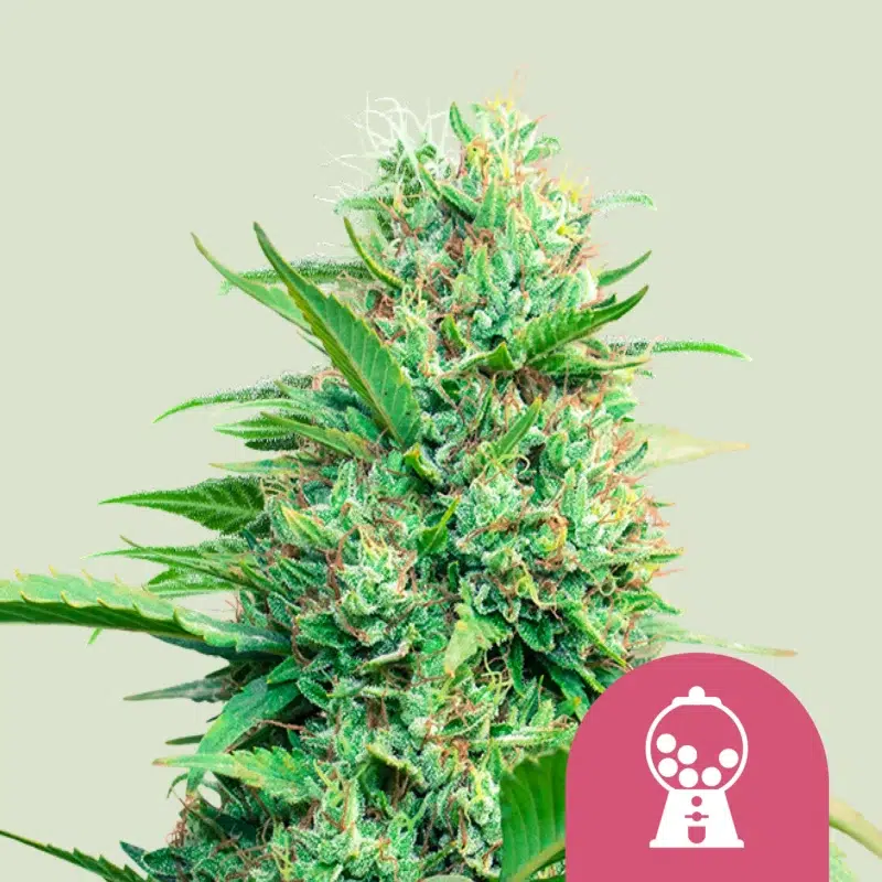 Royal Queen Seeds Pink Runtz Fem