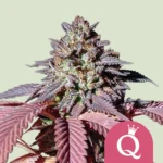Royal Queen Seeds Purple Queen