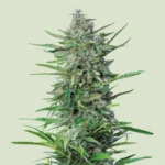 Royal Queen Seeds Purple Punch