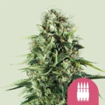 Royal Queen Seeds Royal AK