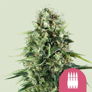 Royal Queen Seeds Royal AK fem