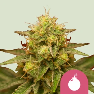 Royal Queen Seeds Royal Domina Fem