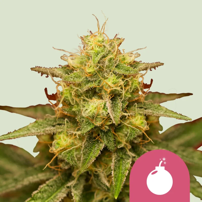 Royal Queen Seeds Royal Domina Fem