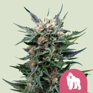 Royal Queen Seeds Royal Gorilla fem