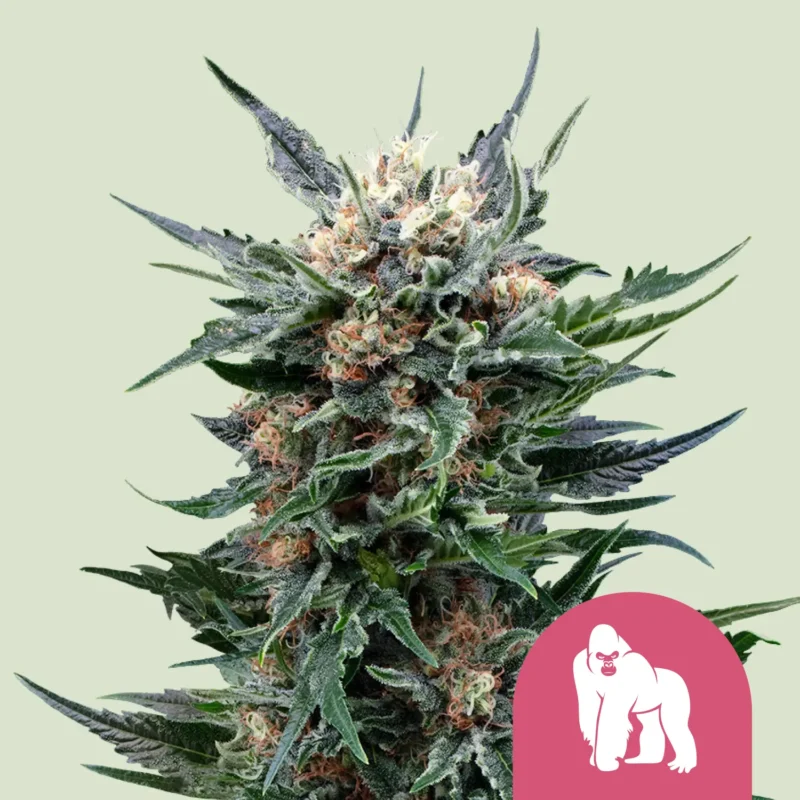 Royal Queen Seeds Royal Gorilla fem