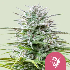 Royal Queen Seeds Speedy chile fem