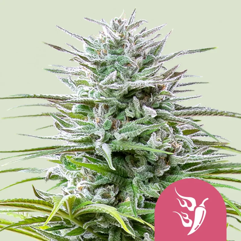 Royal Queen Seeds Speedy chile fem