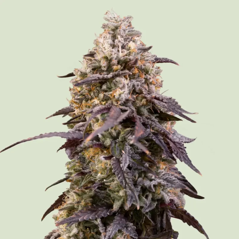 Royal Queen Seeds StickyQueen fem