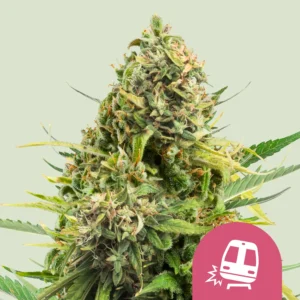Royal Queen Seeds Trainwreck fem