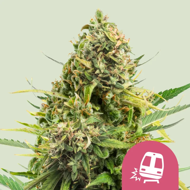 Royal Queen Seeds Trainwreck fem