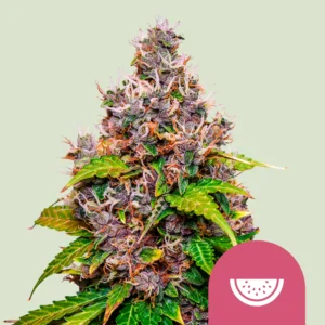 Royal Queen Seeds Watermelon fem