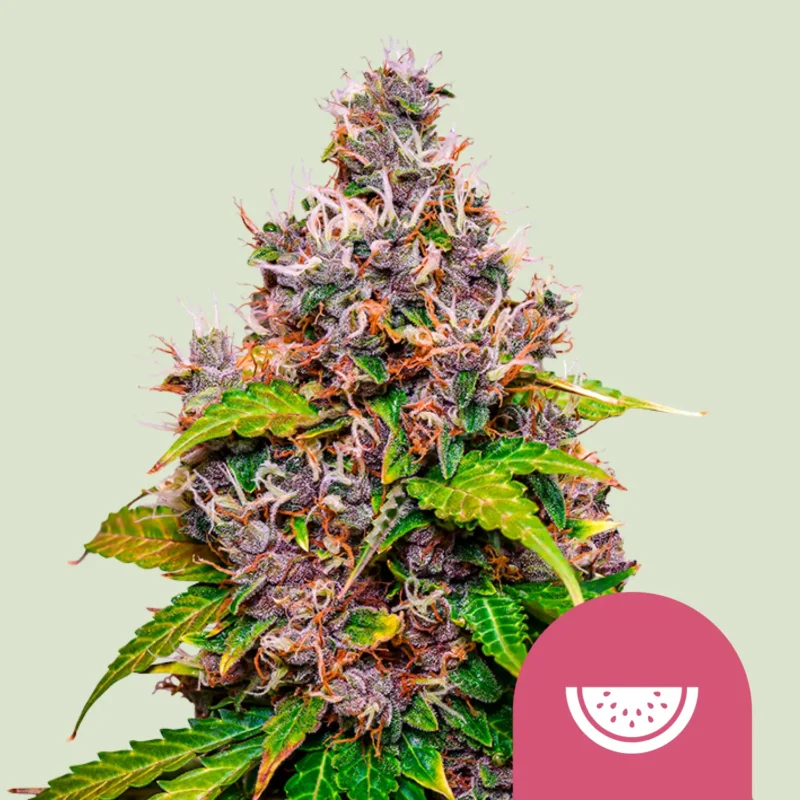 Royal Queen Seeds Watermelon fem