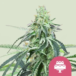 Royal Queen Seeds Wedding gelato fem